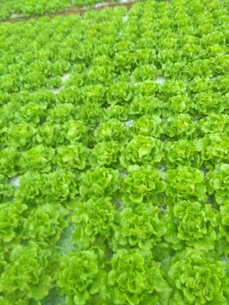 意大利