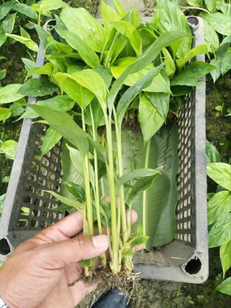 草果苗20~30cm