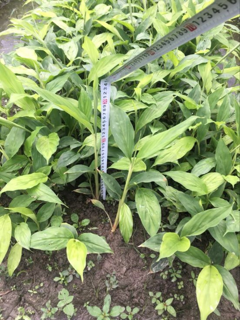 草果苗20~30cm