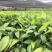 草果苗20~30cm