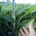 草果苗20~30cm