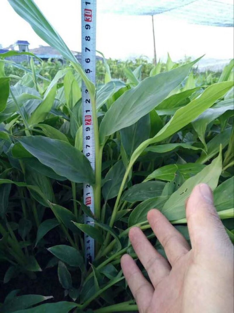 草果苗20~30cm