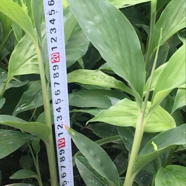 草果苗20~30cm