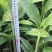 草果苗20~30cm