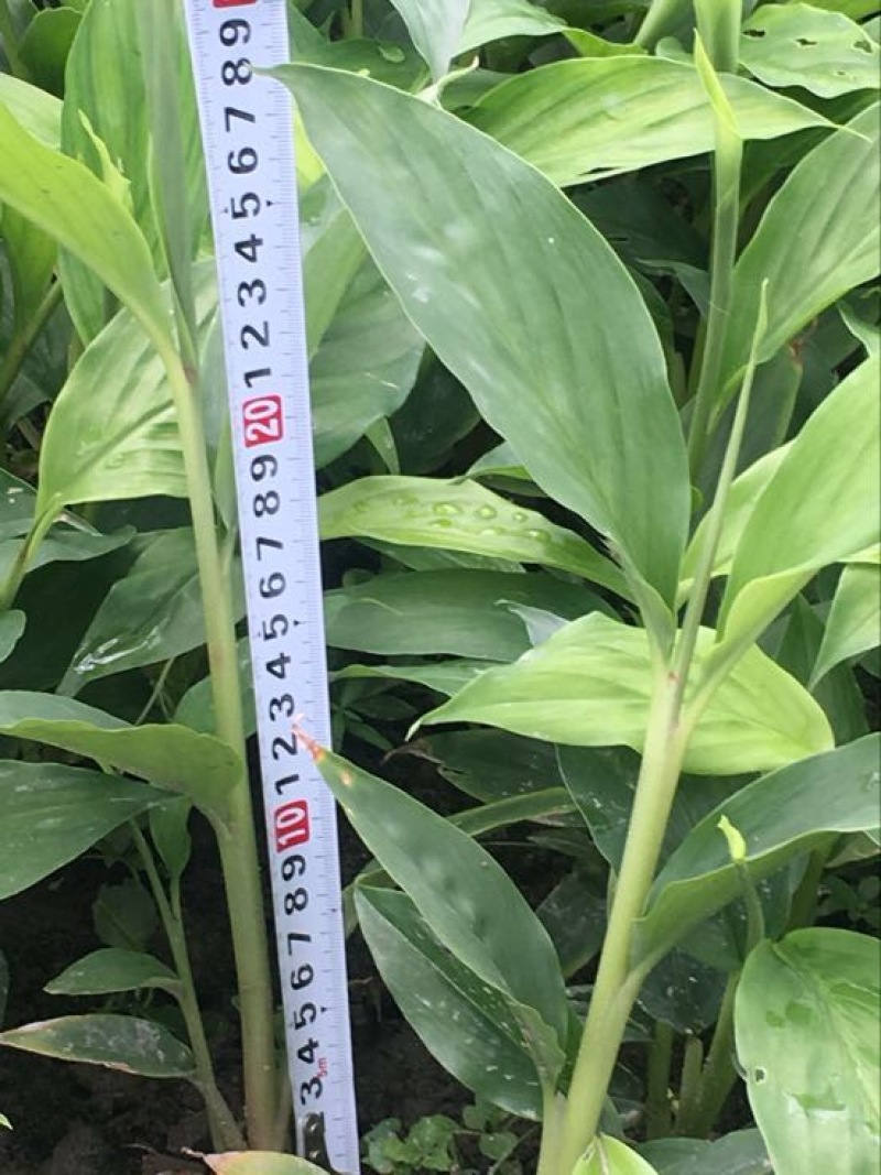 草果苗20~30cm