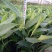 草果苗20~30cm