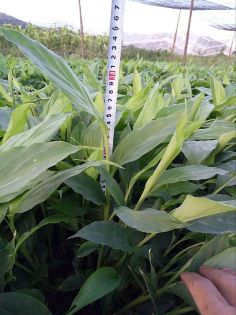 草果苗20~30cm