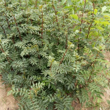 大红袍花椒苗