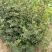 大红袍花椒苗
