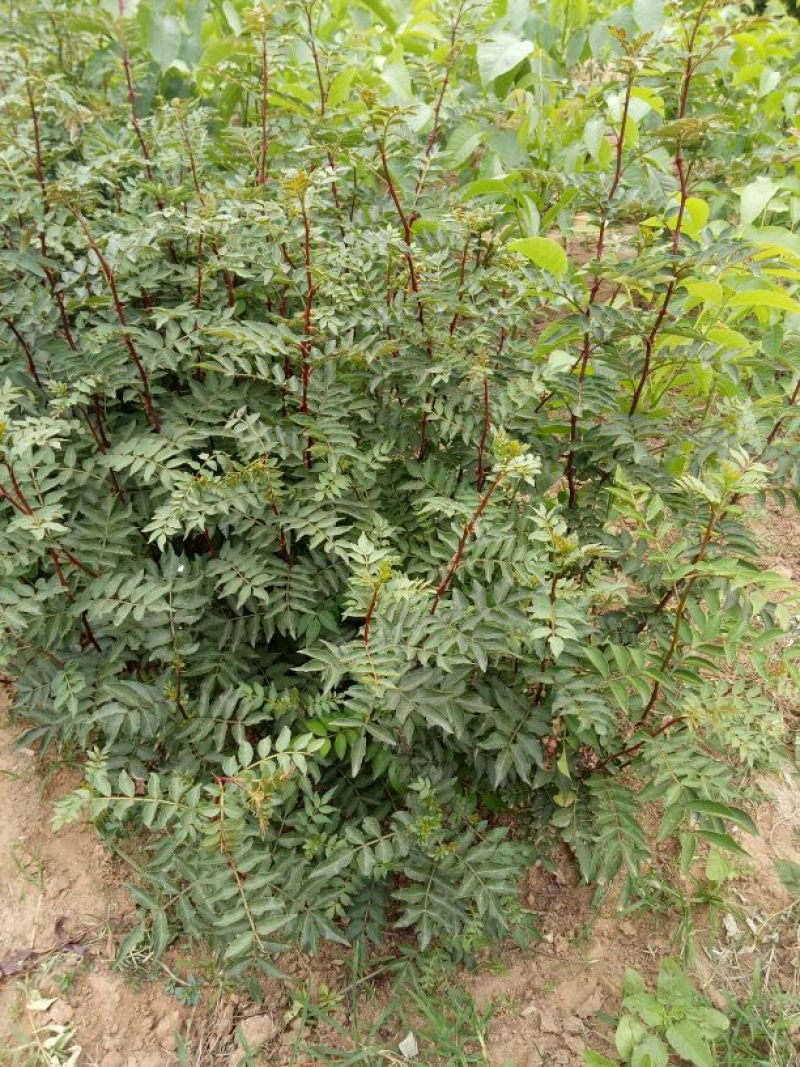 大红袍花椒苗