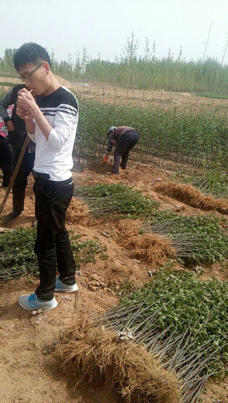 大红袍花椒苗