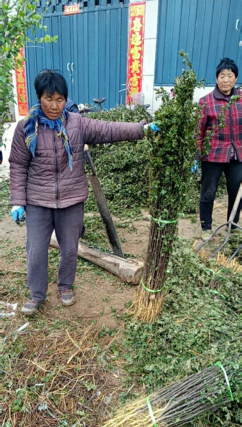 大红袍花椒苗