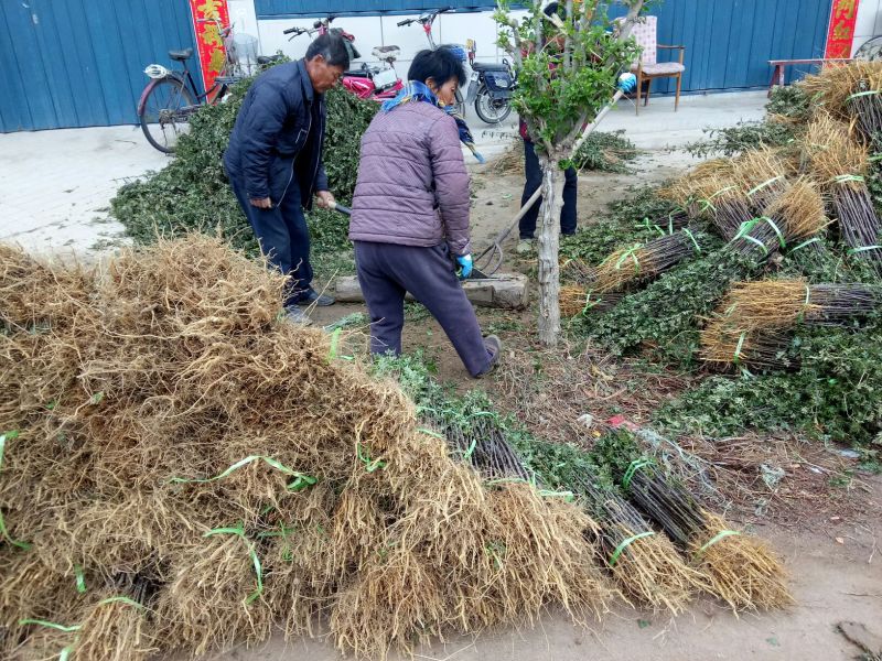 大红袍花椒苗