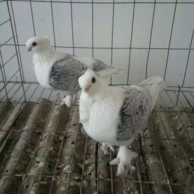鸽子种蛋品种齐全，高孵化率高营养家养鸽子种蛋