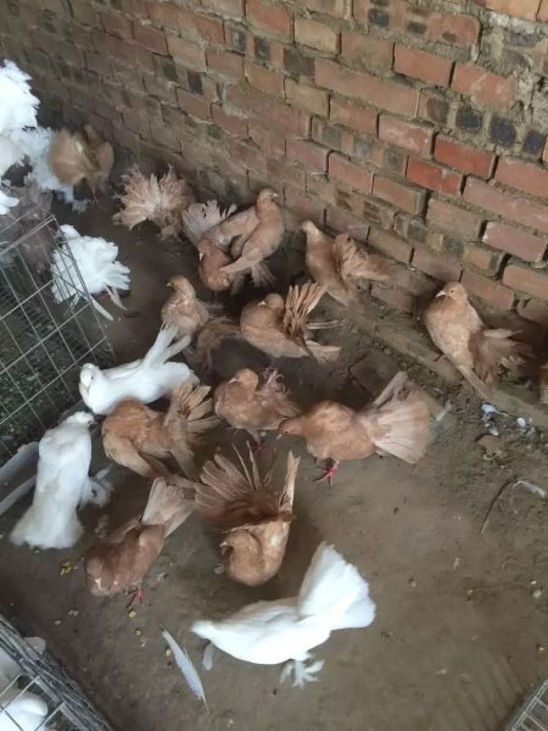 鸽子种蛋品种齐全，高孵化率高营养家养鸽子种蛋