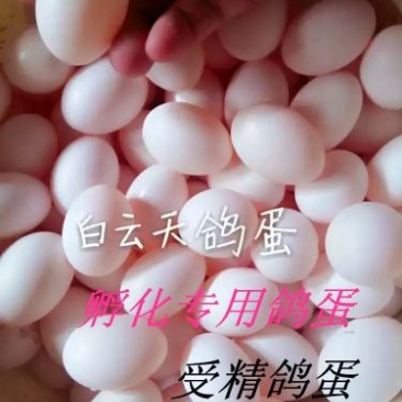 鸽子种蛋品种齐全,高孵化率高营养家养鸽子种蛋