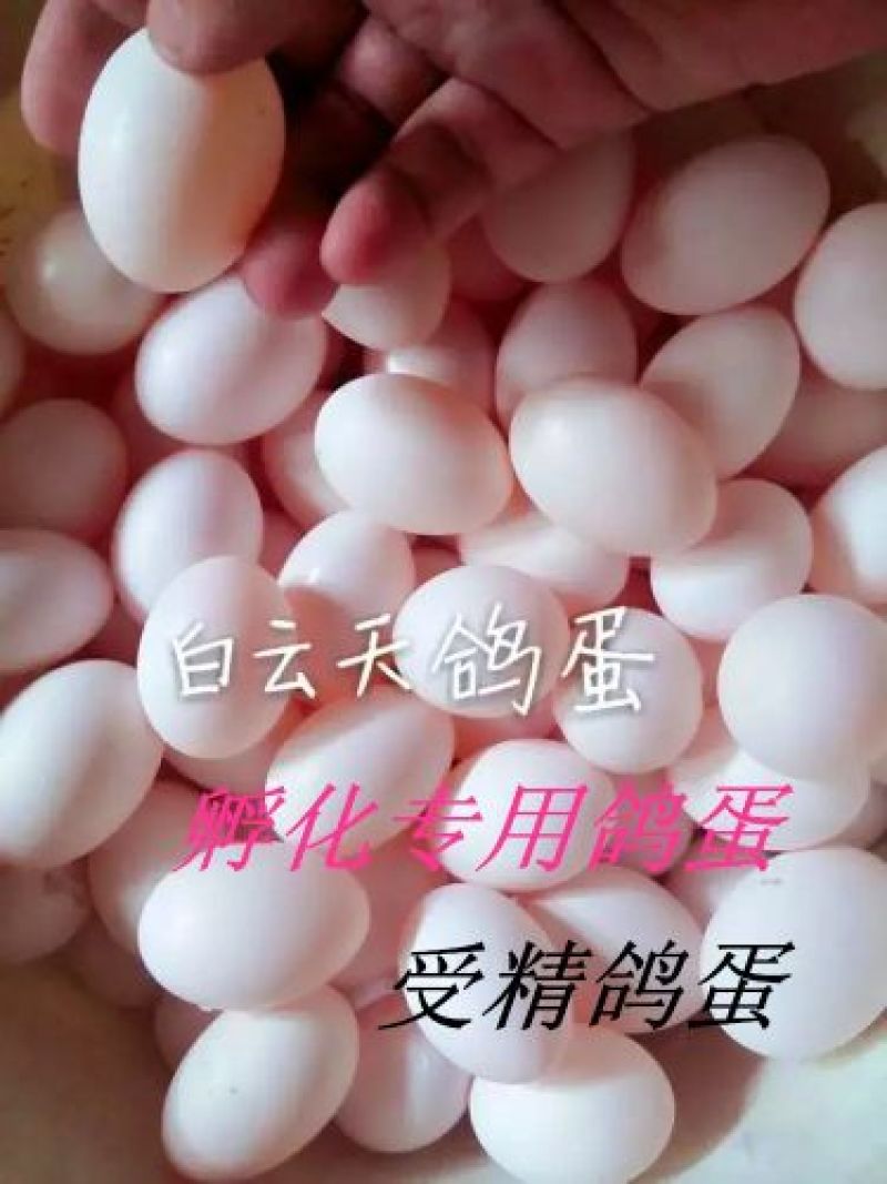 鸽子种蛋品种齐全，高孵化率高营养家养鸽子种蛋