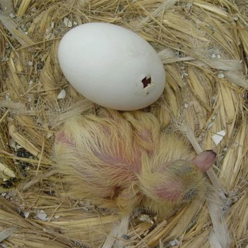 鸽子种蛋品种齐全，高孵化率高营养家养鸽子种蛋