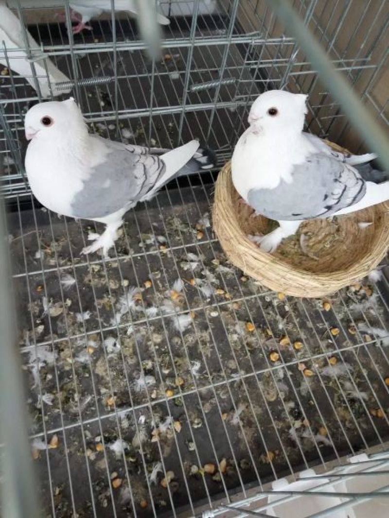鸽子种蛋品种齐全，高孵化率高营养家养鸽子种蛋