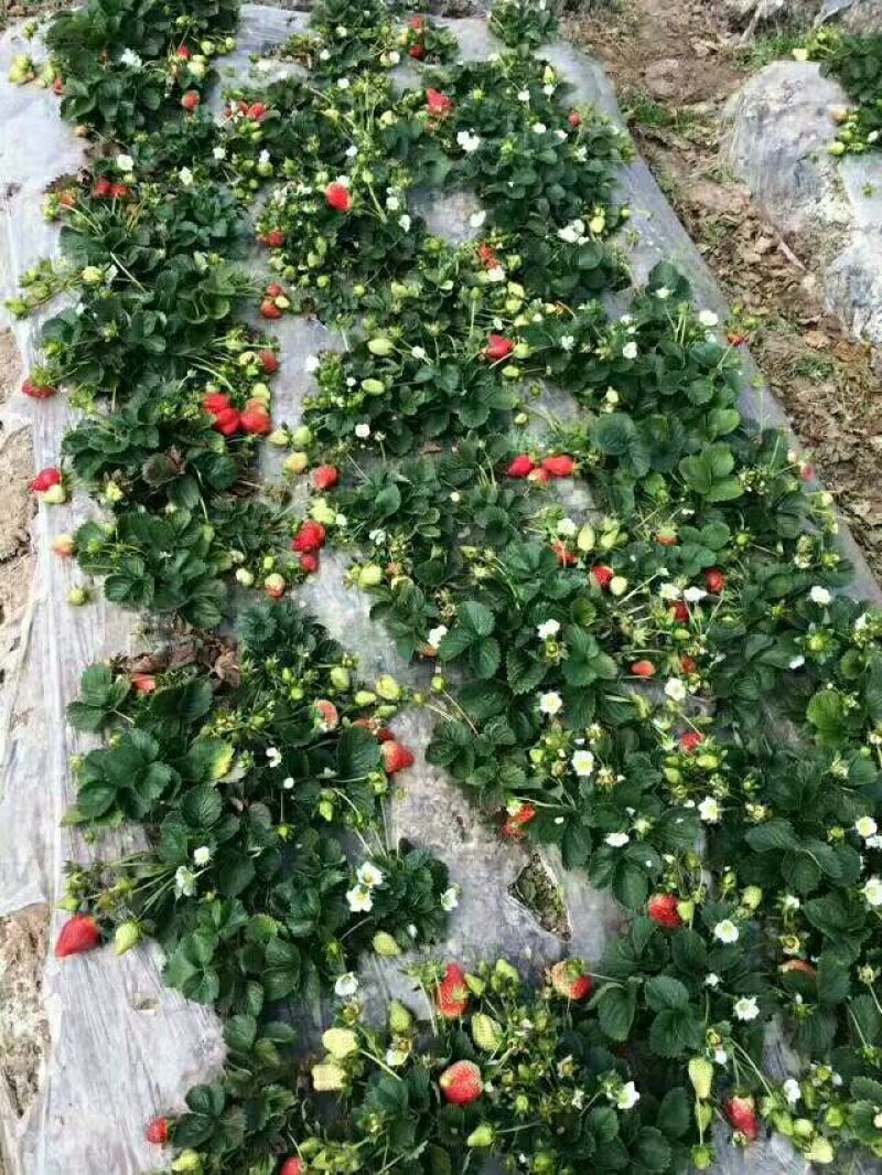 大叶红颜草莓苗生产苗穴盘苗