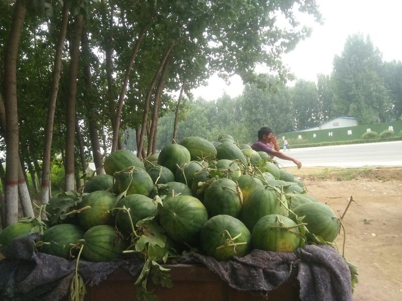 河南开封龙卷风西瓜，8斤以上，沙瓤，包熟包甜，货源充足。