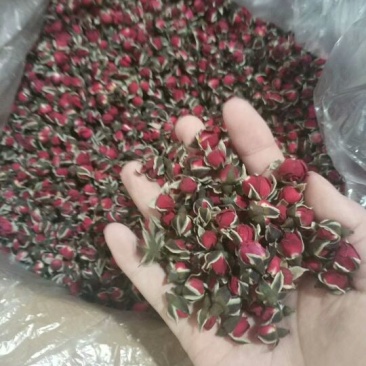 金边玫瑰玫瑰花