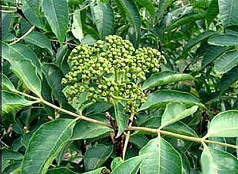 大量供应吴茱萸，砂仁，坚果空