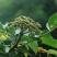 大量供应吴茱萸，砂仁，坚果空
