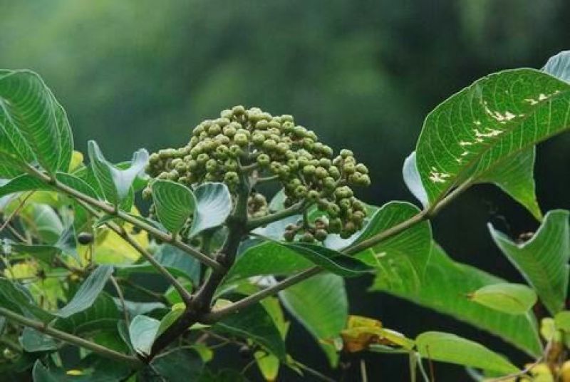大量供应吴茱萸，砂仁，坚果空