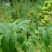 大量供应吴茱萸，砂仁，坚果空
