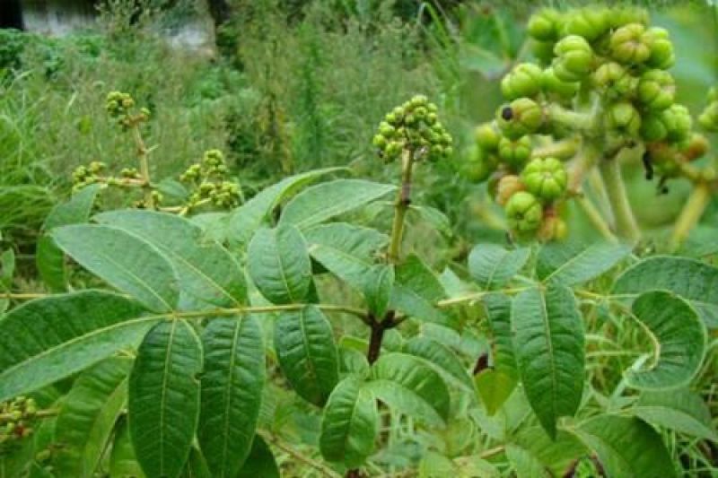 大量供应吴茱萸，砂仁，坚果空