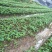 大量供应吴茱萸，砂仁，坚果空