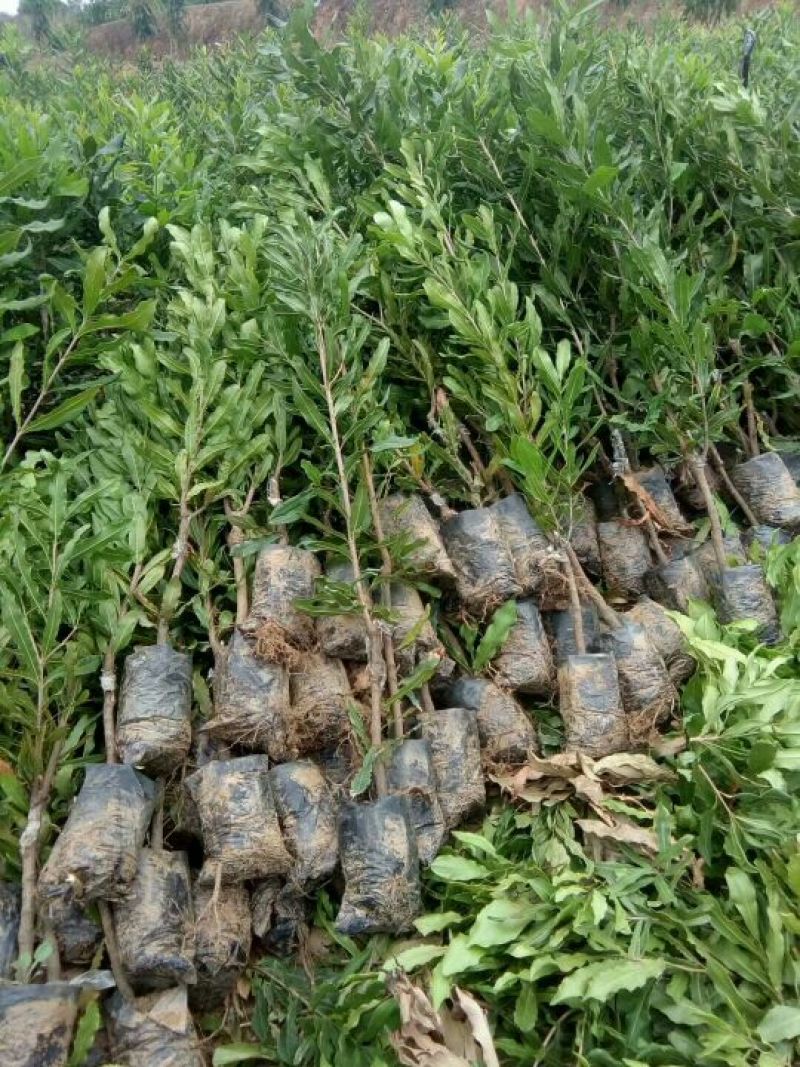 大量供应吴茱萸，砂仁，坚果空