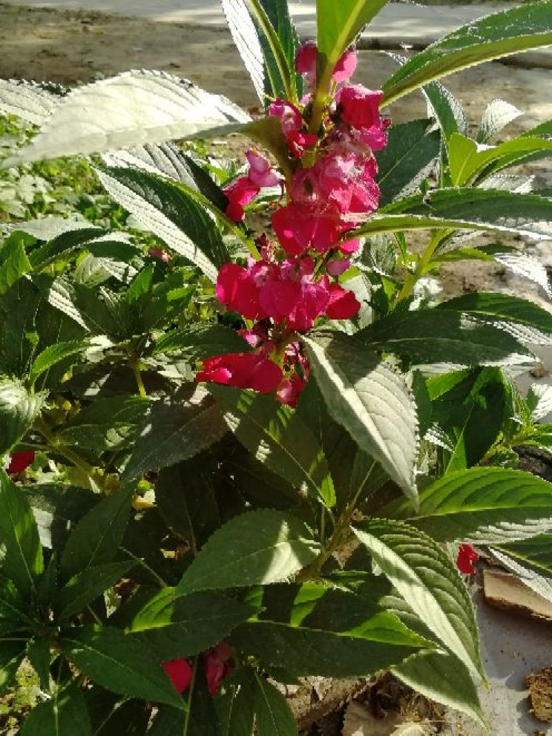 急性子，凤仙花（又名透骨草）！！！！！！！！