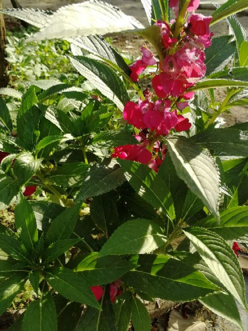 急性子，凤仙花（又名透骨草）！！！！！！！！
