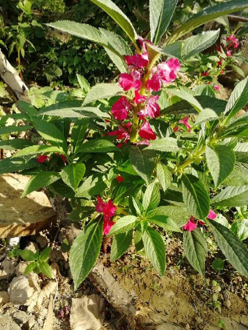 急性子，凤仙花（又名透骨草）！！！！！！！！