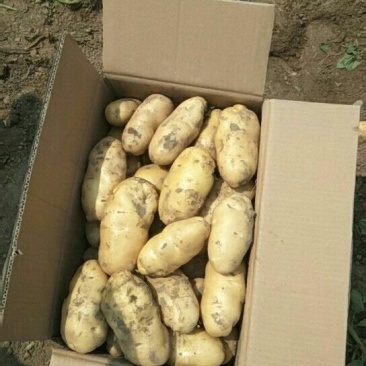 荷兰十五