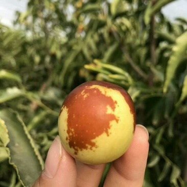 大荔冬枣拐一