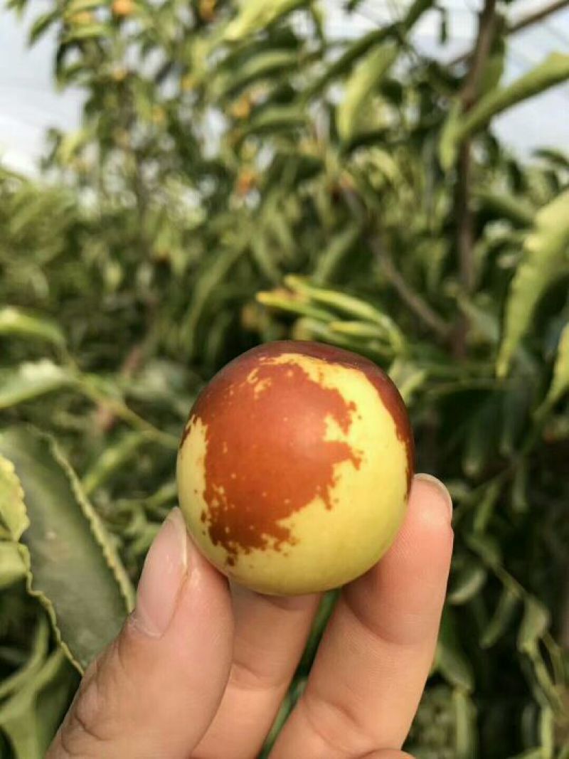 大荔冬枣拐一
