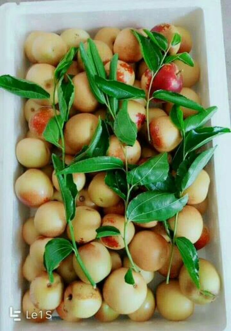 大荔冬枣拐一