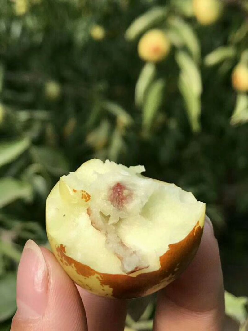 大荔冬枣拐一