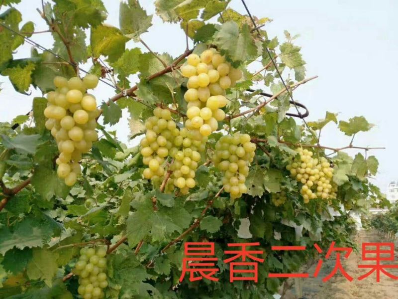 泰安葡萄树基地大量出售葡萄苗