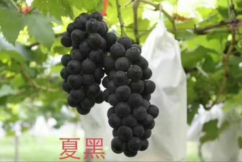 泰安葡萄树基地大量出售葡萄苗