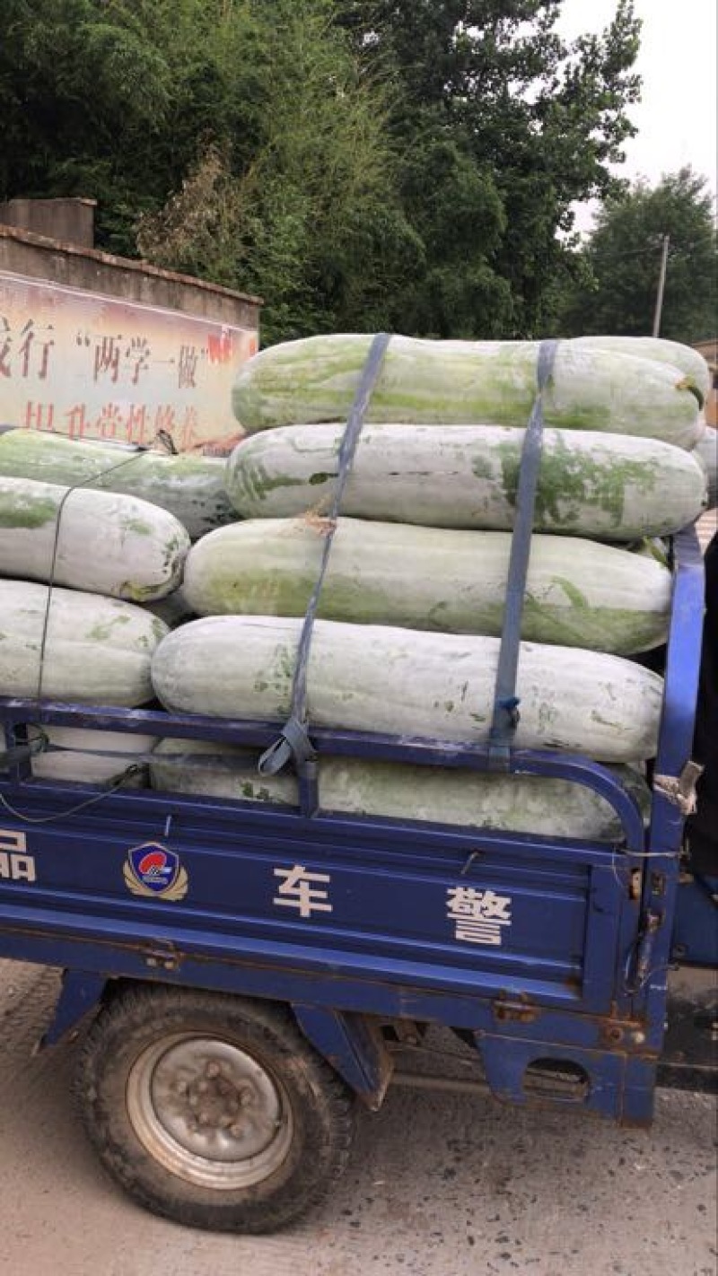 热销大棚白冬瓜长白条条形好粉多产地供欢迎新老客户咨询