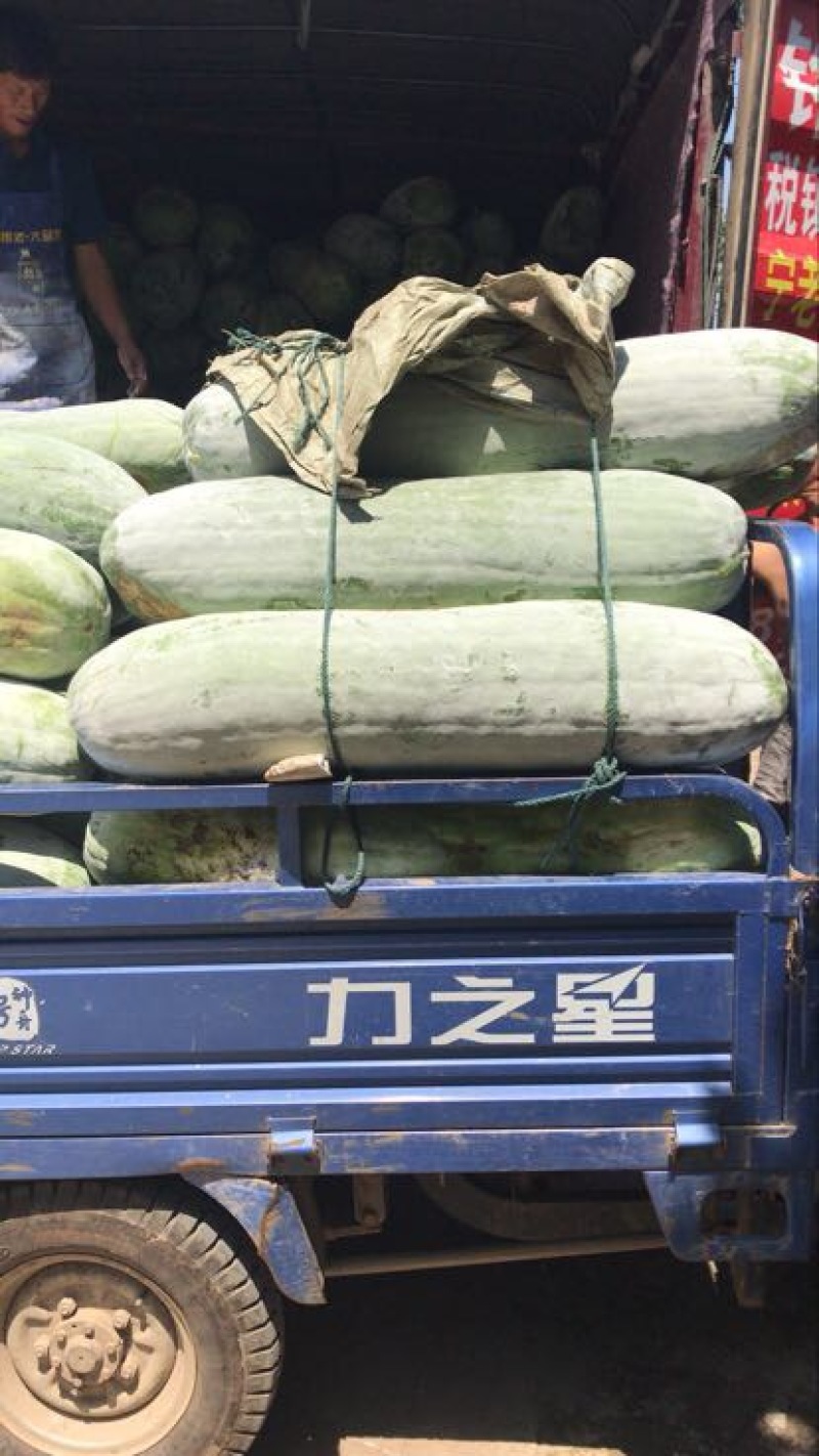 热销大棚白冬瓜长白条条形好粉多产地供欢迎新老客户咨询