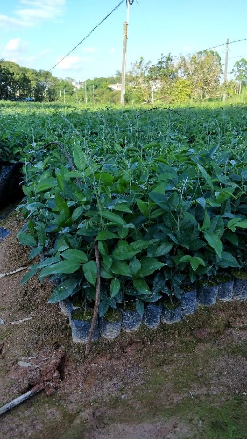 牛大力种苗15cm以下