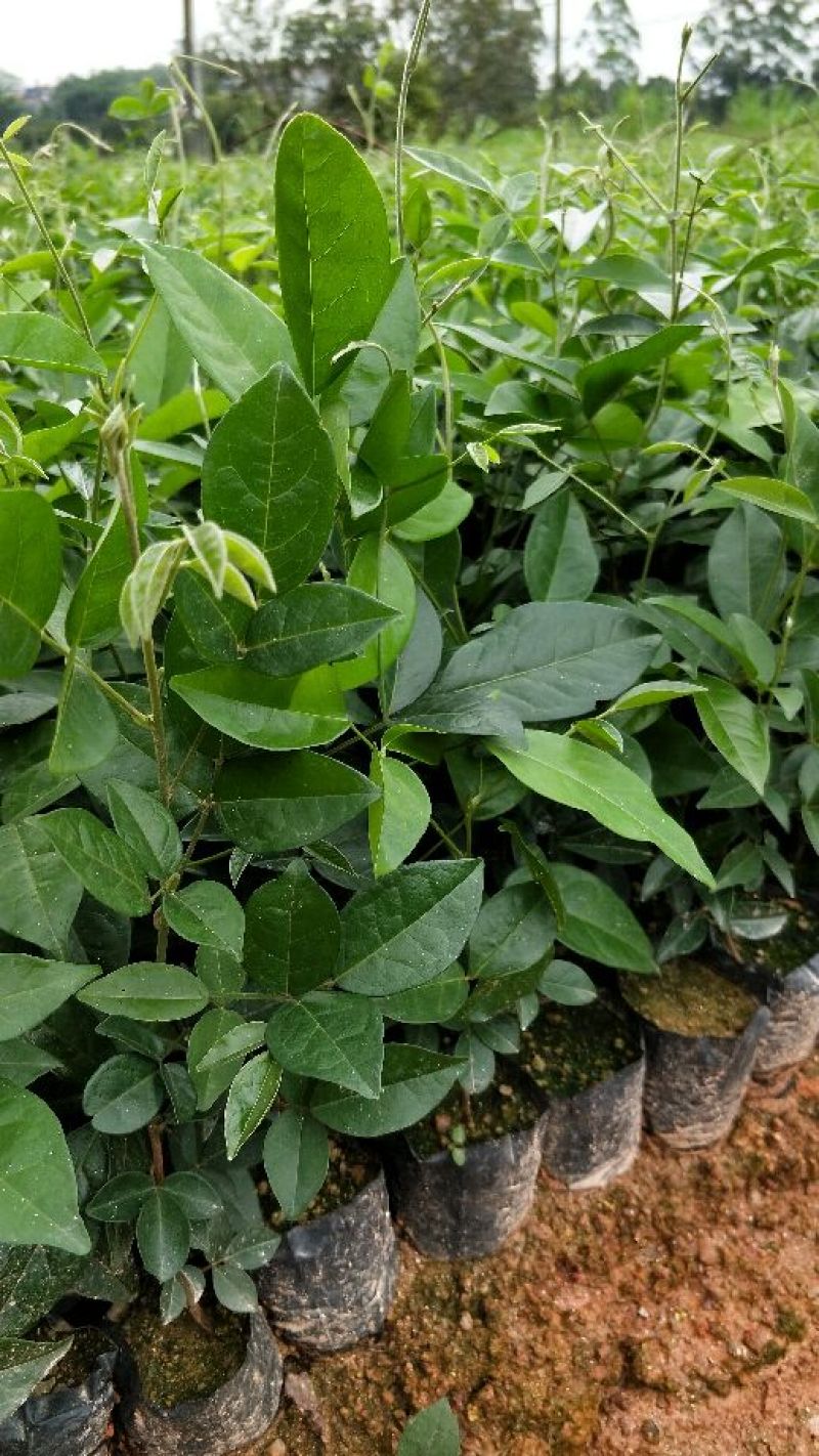 牛大力种苗15cm以下