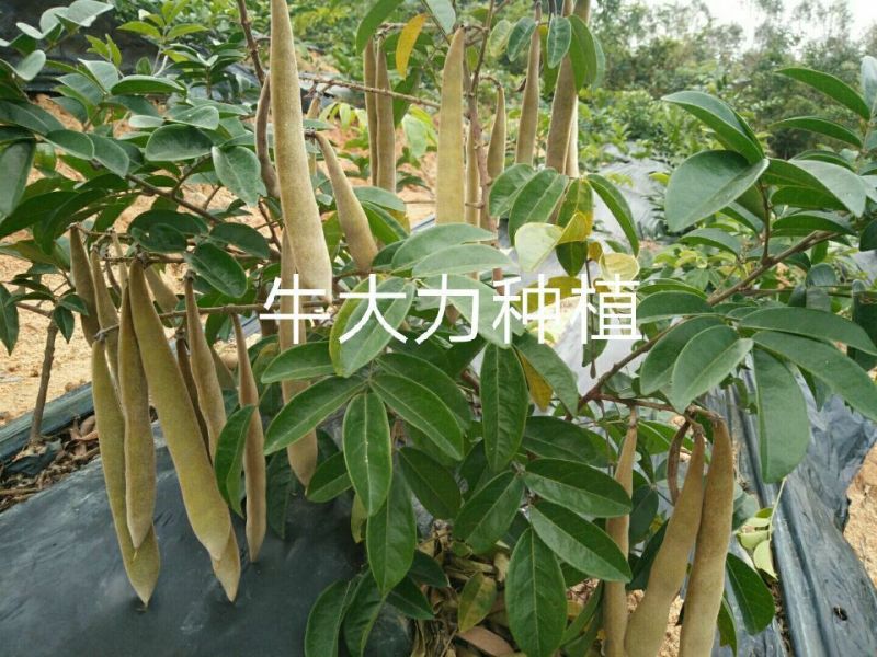 牛大力种苗15cm以下