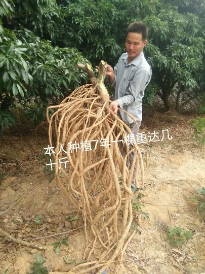 牛大力种苗15cm以下