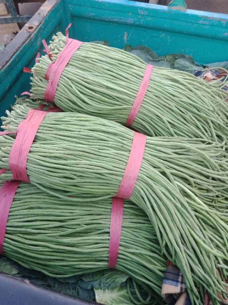 【推荐】产地大量供应精品长豆角，人工包装冷库齐全